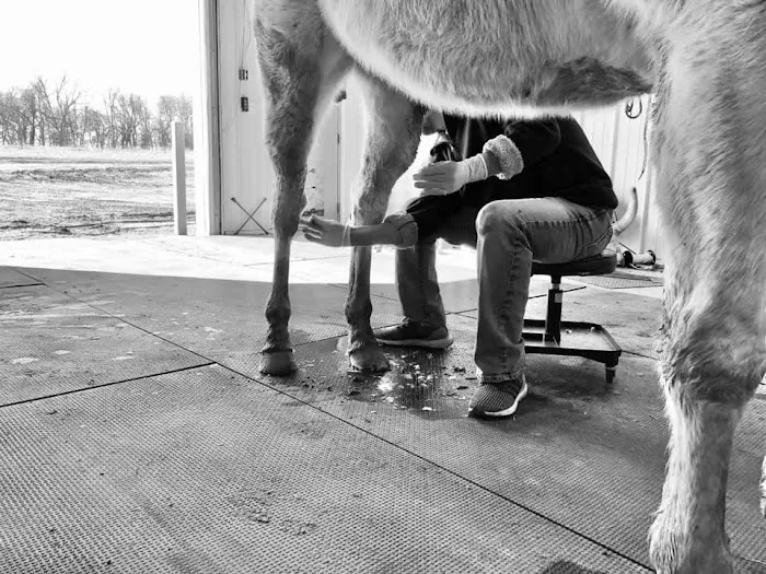 Smith Equine and Veterinary Services LLC Picture 4