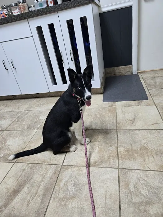 Carthage Animal Hospital Picture 1