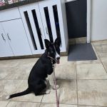 Carthage Animal Hospital