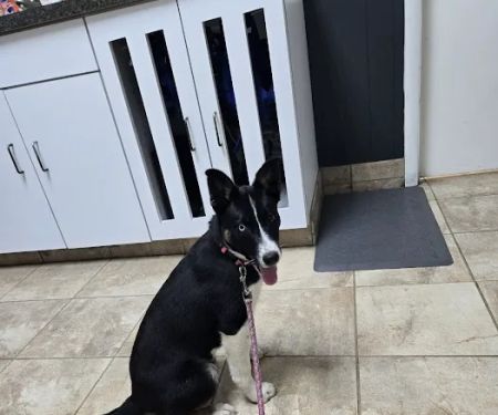 Carthage Animal Hospital