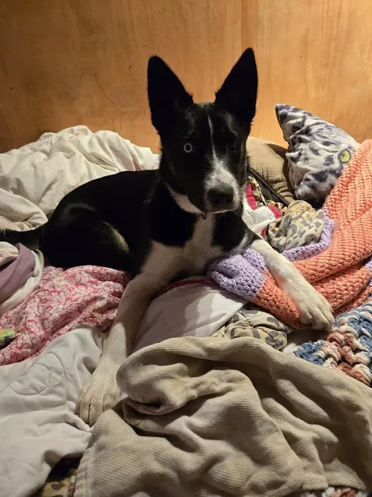 Carthage Animal Hospital Picture 2