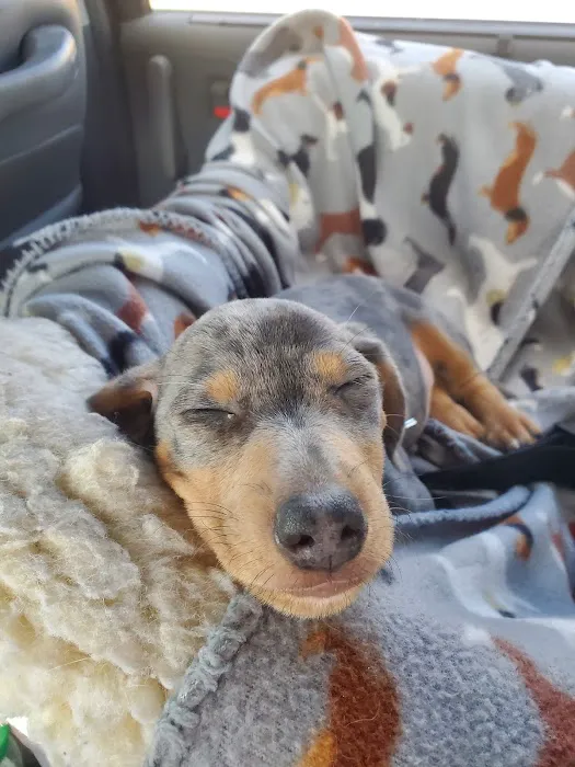 Carthage Animal Hospital Picture 9