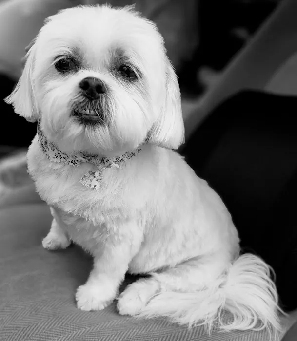 Carthage Animal Hospital Picture 10