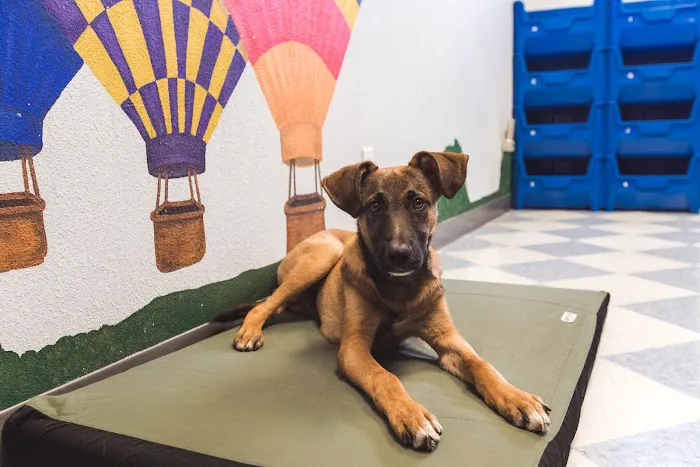 Smith Pet Care Picture 5