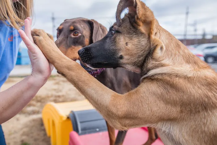 Smith Pet Care Picture 4