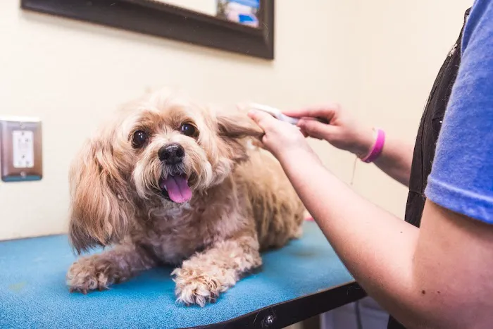 Smith Pet Care Picture 8