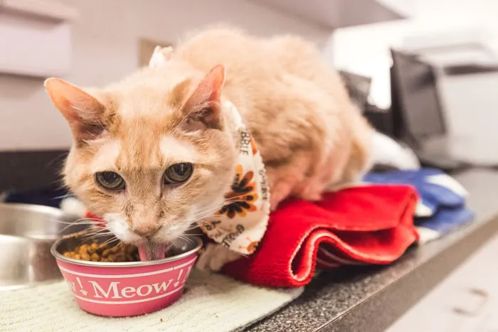 Smith Pet Care Picture 7