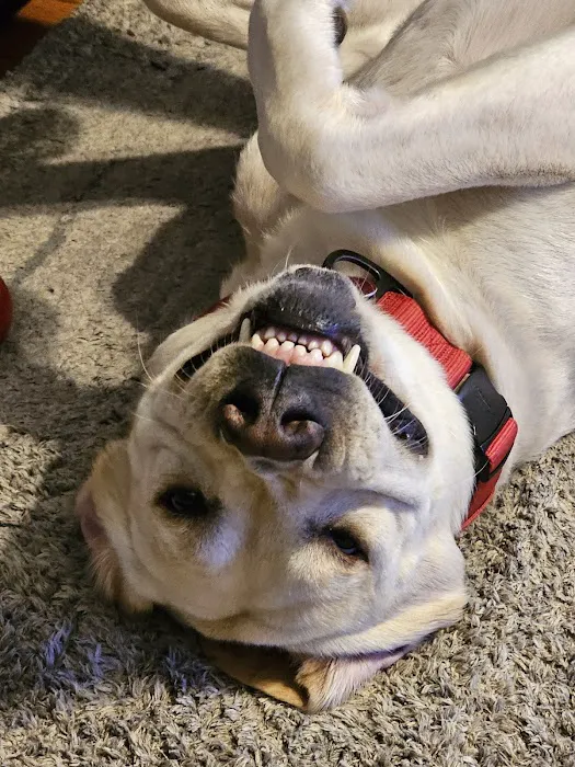 Pawsitive Care Vet Clinic Picture 2