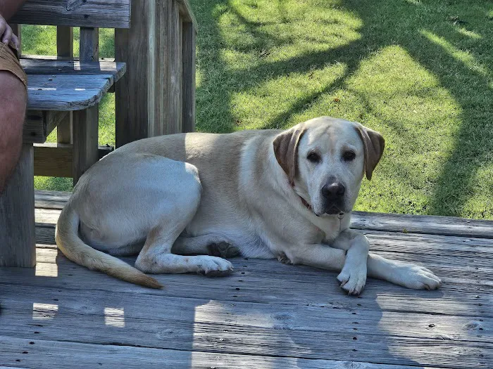 Pawsitive Care Vet Clinic Picture 1