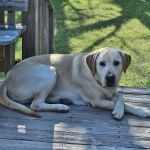 Pawsitive Care Vet Clinic