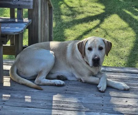 Pawsitive Care Vet Clinic