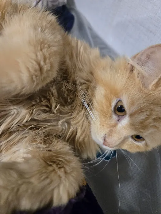 Pawsitive Care Vet Clinic Picture 5