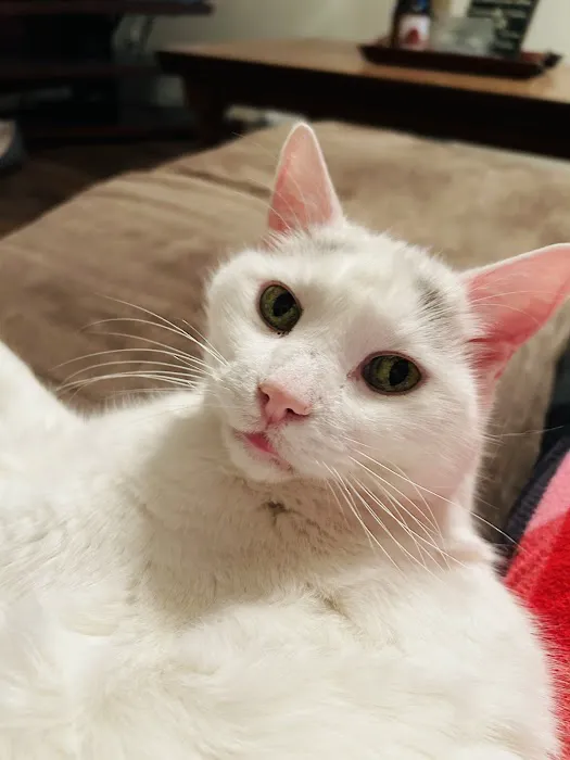 Pawsitive Care Vet Clinic Picture 4