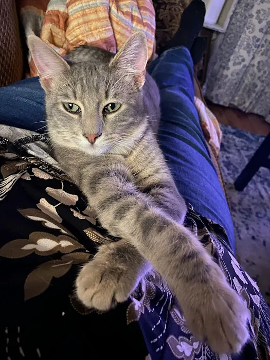 Pawsitive Care Vet Clinic Picture 6