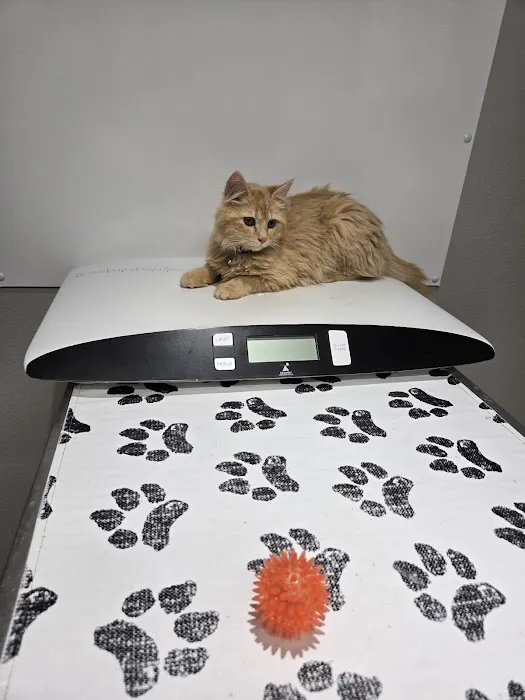 Pawsitive Care Vet Clinic Picture 7