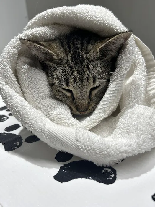 Pawsitive Care Vet Clinic Picture 8