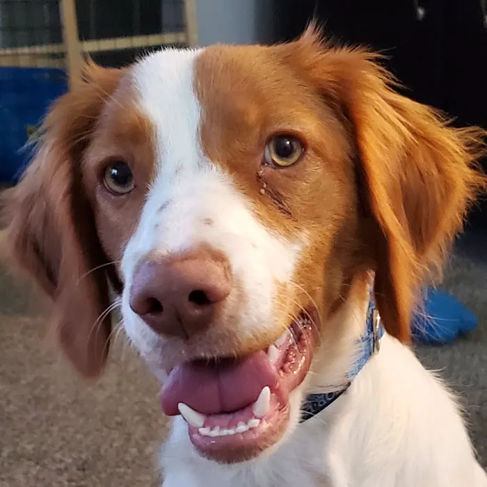 Pinnacle Veterinary Clinic Picture 1