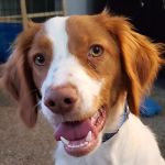 Pinnacle Veterinary Clinic