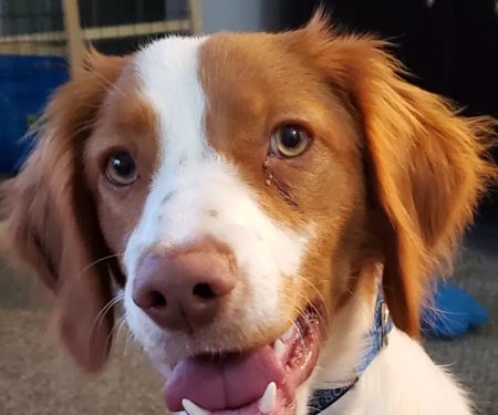 Pinnacle Veterinary Clinic