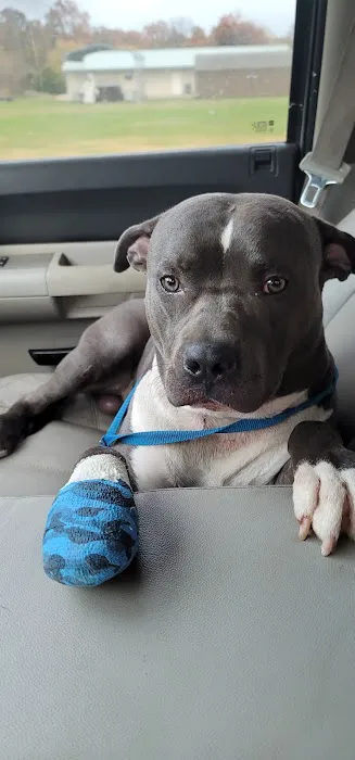 Pinnacle Veterinary Clinic Picture 3