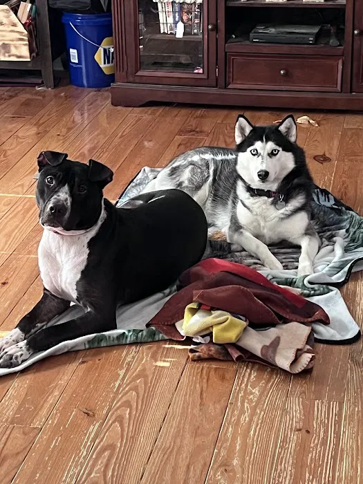 Animal Hospital Picture 4