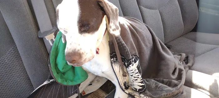 Animal Hospital Picture 5