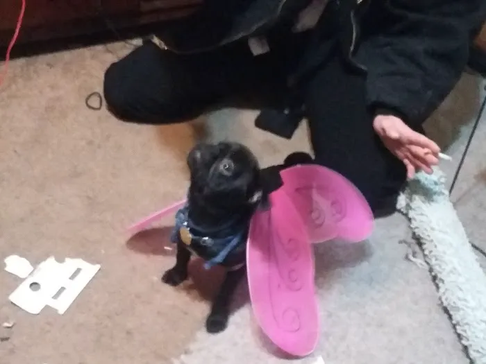 Animal Hospital Picture 8