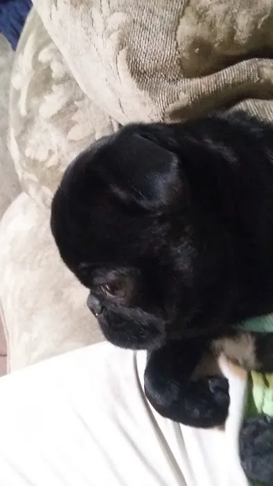 Animal Hospital Picture 7