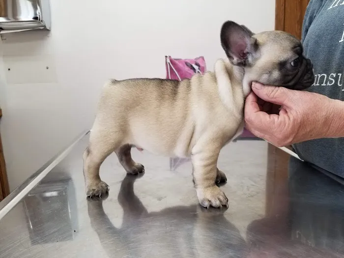 Pet Clinic of Neosho Picture 1