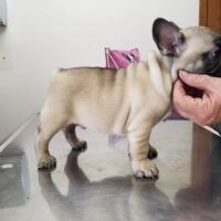 Pet Clinic of Neosho ico