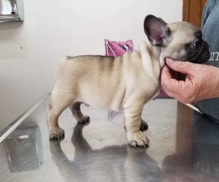 Pet Clinic of Neosho