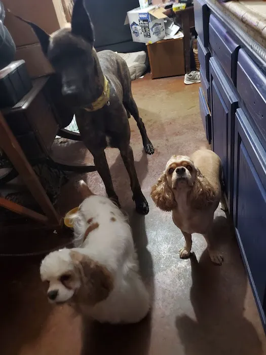 Pet Clinic of Neosho Picture 7