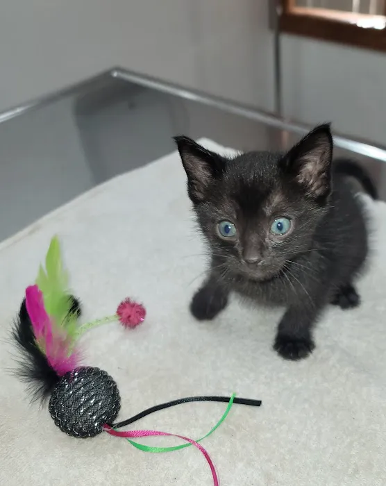 Pet Clinic of Neosho Picture 4