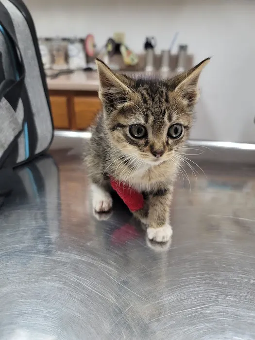 Pet Clinic of Neosho Picture 2