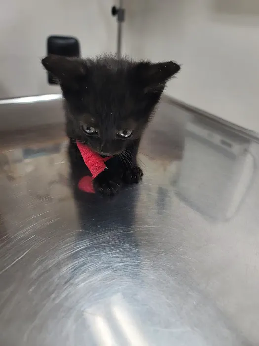 Pet Clinic of Neosho Picture 3