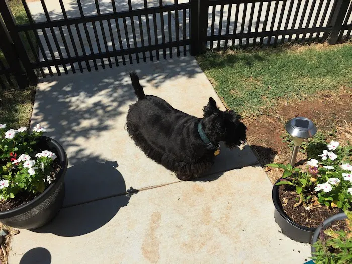 Pet Clinic of Neosho Picture 5