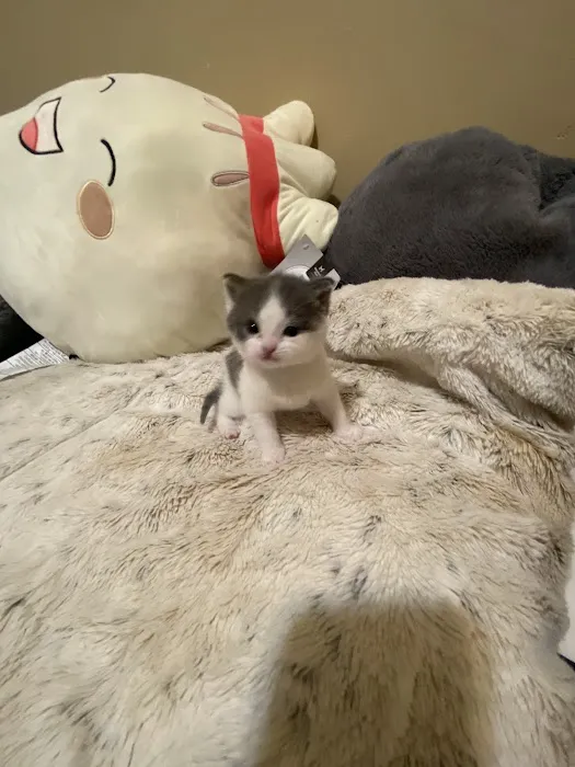 Pet Clinic of Neosho Picture 10