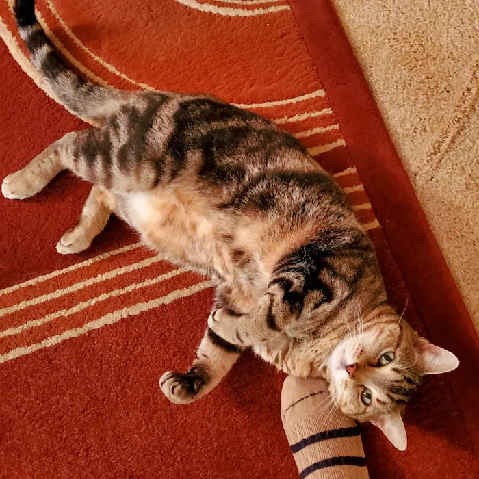 Pet Clinic of Neosho Picture 9