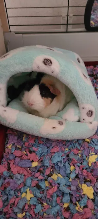 Cornerstone Animal Hospital Picture 2