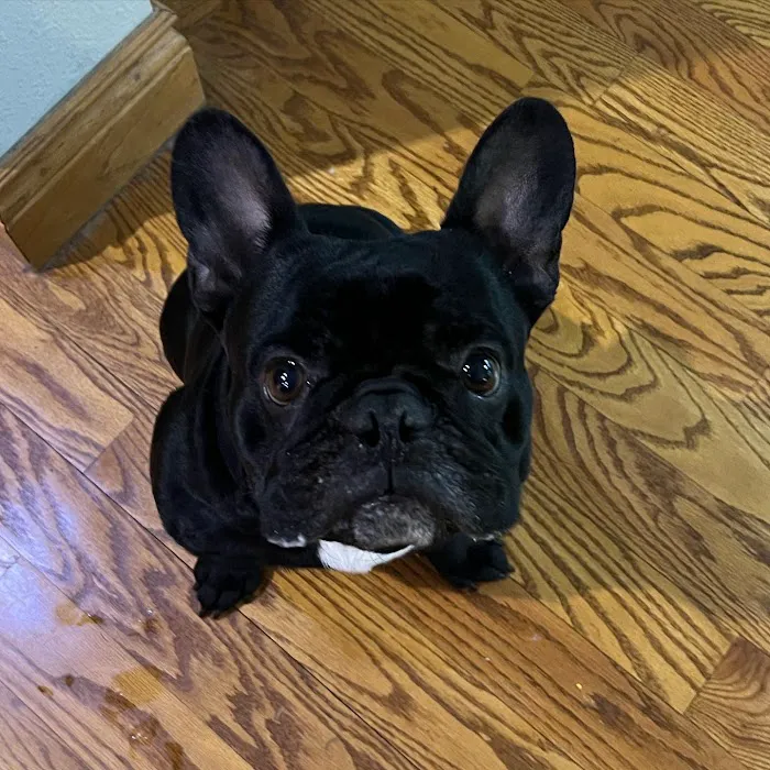 Cornerstone Animal Hospital Picture 3