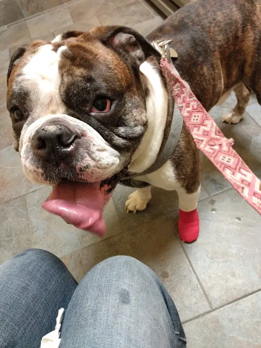 Cornerstone Animal Hospital Picture 4