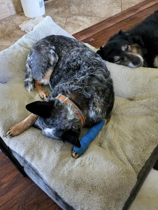 Cornerstone Animal Hospital Picture 5