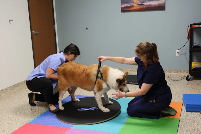 Cornerstone Animal Hospital Picture 10