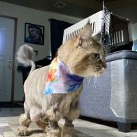 Paws Veterinary Clinic & Grooming Spa ico