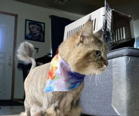 Paws Veterinary Clinic & Grooming Spa