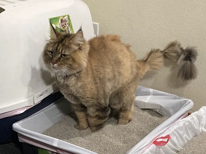 Paws Veterinary Clinic & Grooming Spa Picture 3