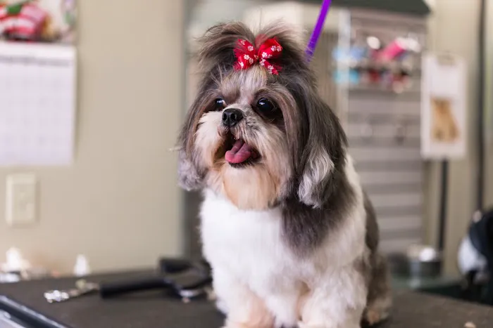 Paws Veterinary Clinic & Grooming Spa Picture 2