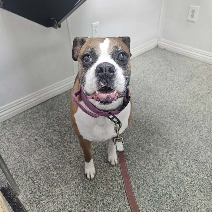 Paws Veterinary Clinic & Grooming Spa Picture 4