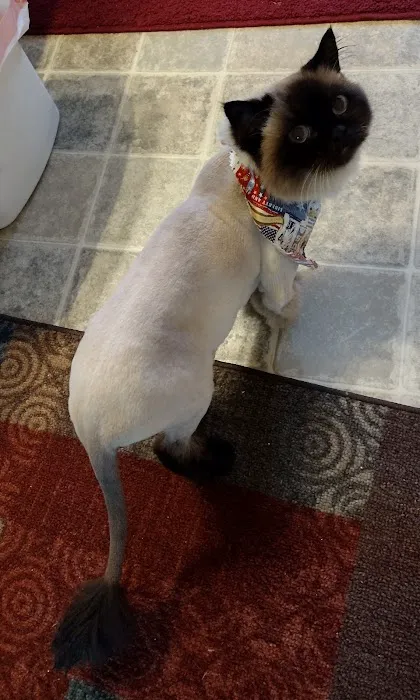 Paws Veterinary Clinic & Grooming Spa Picture 5