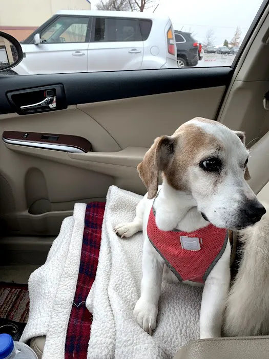 Paws Veterinary Clinic & Grooming Spa Picture 8